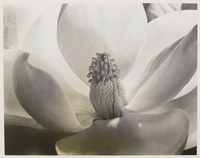 Magnolia Blossom